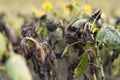 Naturally dried sunflowers in a field. Selective focus Royalty Free Stock Photo
