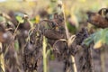 Naturally dried sunflowers in a field. Selective focus Royalty Free Stock Photo