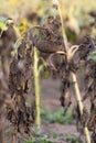 Naturally dried sunflowers in a field. Selective focus Royalty Free Stock Photo