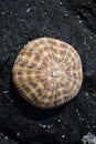 Naturally dried up Sea Urchin Shell on a Black Rock