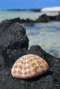 Naturally dried up Sea Urchin Shell on display on top of a Black Rock with sky, sea, wave and more rocks in the background Royalty Free Stock Photo