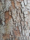naturally exfoliated bark