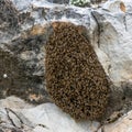 Naturally formed on a rock hive with bees