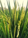 Naturally green and yellow patterned leaves