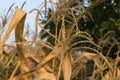 A close-up view of paddy crop in Indian agriculture field Royalty Free Stock Photo