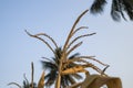 A close-up view of paddy crop in Indian agriculture field Royalty Free Stock Photo