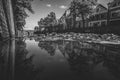 Naturally growing water plants in a Dutch city canal with flowing water and reflecting water surface. Royalty Free Stock Photo