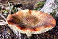 naturally grown mushrooms in a natural environment in the forest with an autumnal atmosphere and old wood, moss and leaves