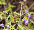 A view of small purple colour flower with blurred background Royalty Free Stock Photo