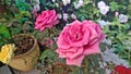 Rose Rose Rose nature is great Royalty Free Stock Photo