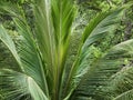 Naturally leafs coconut palms tree lifestyle Royalty Free Stock Photo