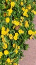 Sunlit yellow flowers and a butterfly