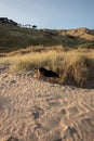 Naturally occuring patterns in sand