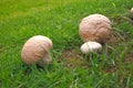 naturally occurring mushrooms on green grass