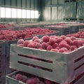 Naturally Preserved Perfection: Pristine Raspberries Safeguarded in the Chilled Warehouse Royalty Free Stock Photo