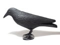 Naturally size black plastic crow. Effective bird deterrent