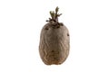 Naturally sprouted seed potato on white background