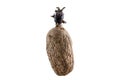 Naturally sprouted seed potato on white background