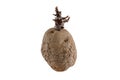 Naturally sprouted seed potato on white background