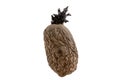 Naturally sprouted seed potato on white background