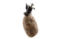 Naturally sprouted seed potato on white background