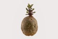 Naturally sprouted seed potato on white background