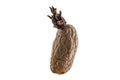 Naturally sprouted seed potato on white background