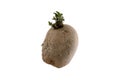 Naturally sprouted seed potato on white background