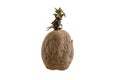 Naturally sprouted seed potato on white background