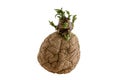 Naturally sprouted seed potato on white background