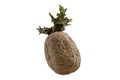 Naturally sprouted seed potato on white background