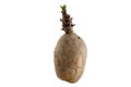 Naturally sprouted seed potato on white background