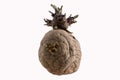 Naturally sprouted seed potato on white background