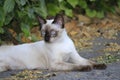 The naturalness of a beautiful white cat