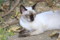 The naturalness of a beautiful white cat