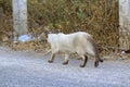 The naturalness of a beautiful white cat