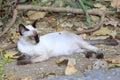 The naturalness of a beautiful white cat