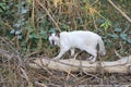 The naturalness of a beautiful white cat