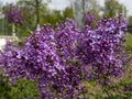 The naturalness and fragrant smell of the redbud tree in the garden