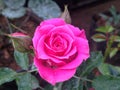 Natural rose flowers, Sri Lanka Royalty Free Stock Photo