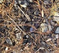 NaturalWood Mulch and Pine Redwood Texture