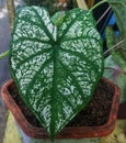 Naturan green leaf of plant in selective focus