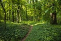 Naturan Path Made in Beautiful Green Wood Forest