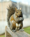 Squirrel is eating peanuts on a wooden post. Nature Royalty Free Stock Photo