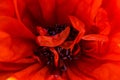 Nature abstract background of macro shot of red poppy Royalty Free Stock Photo