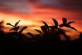 Nature abstract background. With plant silhouettes against beautiful and dramatic sunset sky clouds. Royalty Free Stock Photo