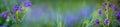 Nature abstract background wild blossoming dark blue flowers Royalty Free Stock Photo