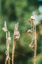 Nature abstract background - dry flower in green forest Royalty Free Stock Photo