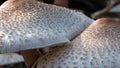 Nature Abstract: Caps of a Parasol Mushroom Royalty Free Stock Photo