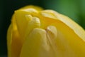 Nature Abstract: Close Look at the Delicate Yellow Tulip Petals of Spring Royalty Free Stock Photo